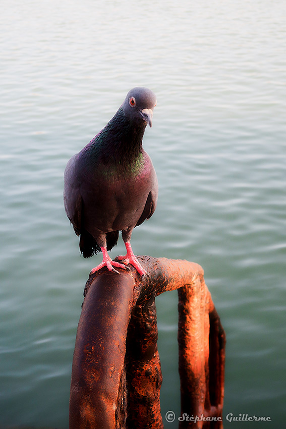 IMG_3957 Pigeon sur les ghâts Dwarka Small.jpg