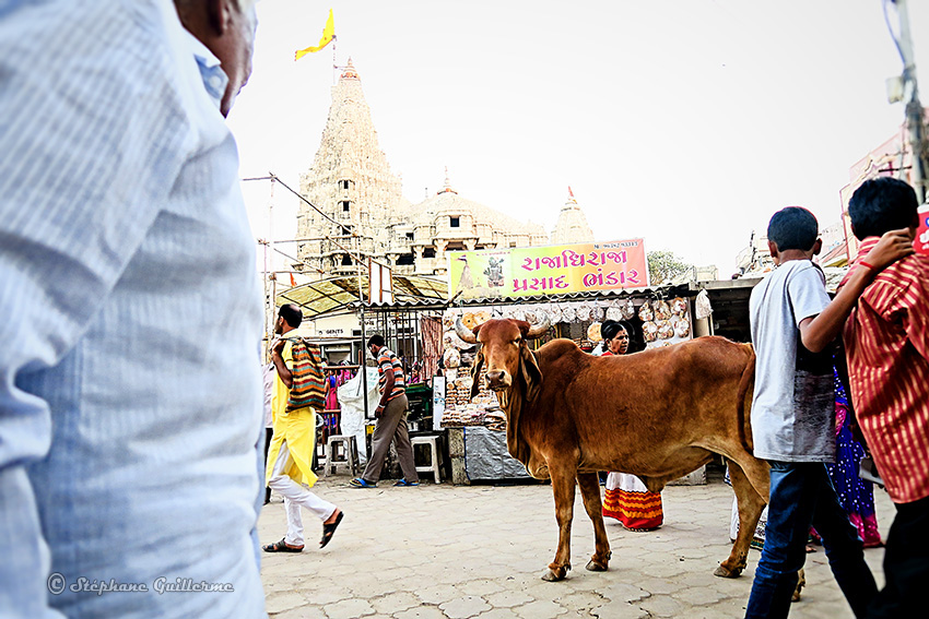 IMG_4252 Vache et temple Dwarkadish Dwarka Small.jpg