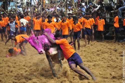 A man successfully tackles a bull while participating in Jalikattu or 