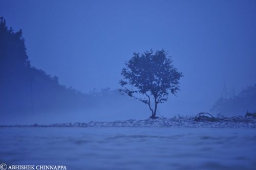 A solitary tree is shrouded in evening mist - Rishikesh