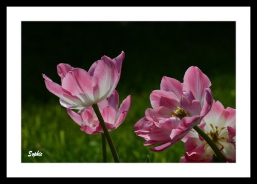Tulipes au soleil printanier