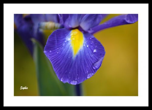 Iris hollandais sous la pluie 2 ...
