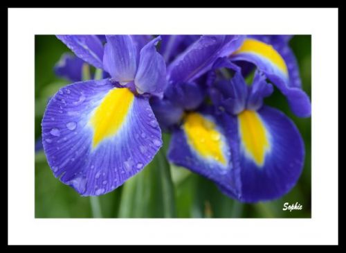 Iris hollandais sous la pluie 3 ... :