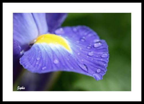 Iris hollandais sous la pluie 4 ... :