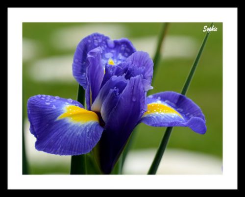 Iris hollandais sous la pluie 5 ... :