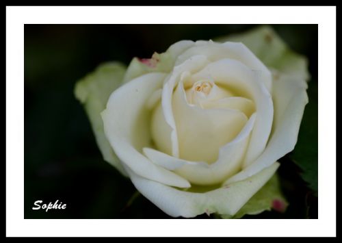 Bouton de roses blanche