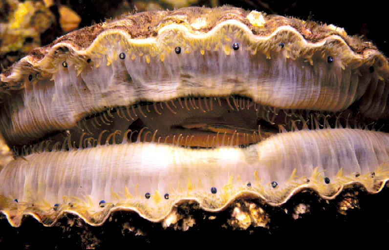 Scallop_eyes.jpg