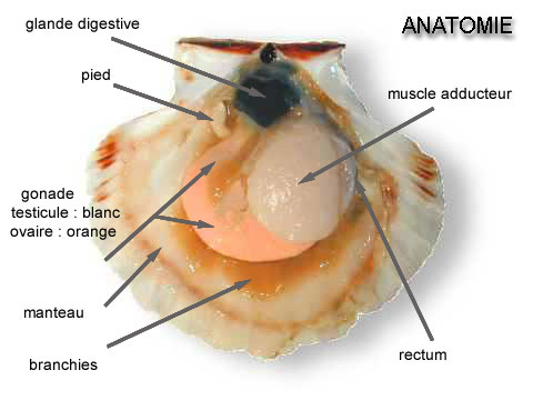 Coqanatomie1.jpg