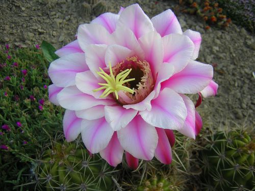 Echinopsis candicans X (?)