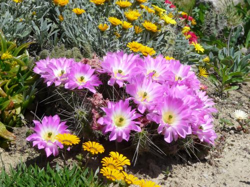 Echinocereus pentalophus