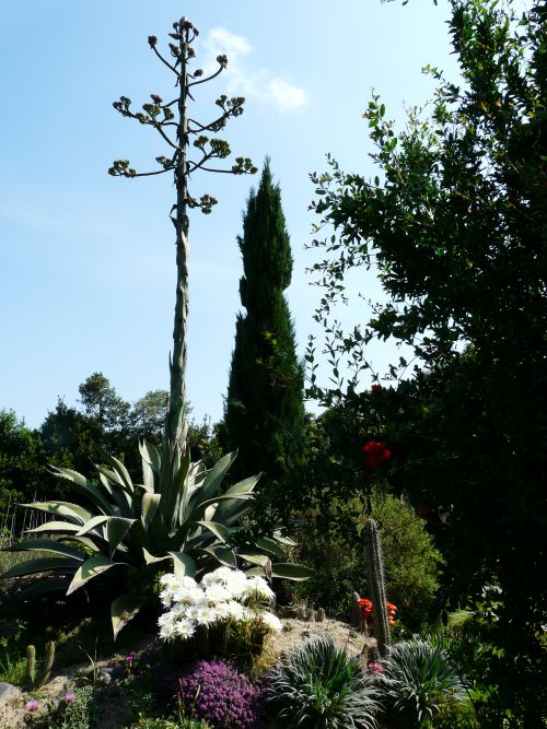 Agave salmania ferox