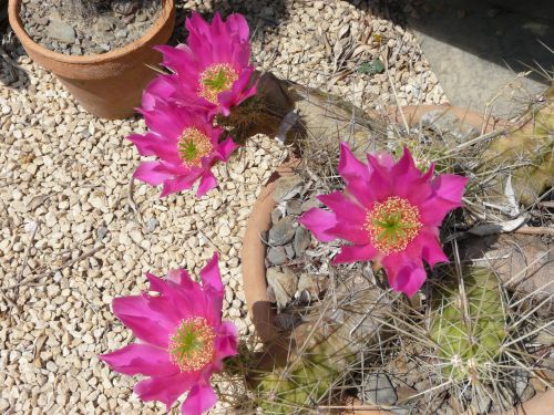 Echinocereus cinerascens