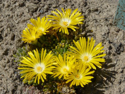 Delosperma congestum 