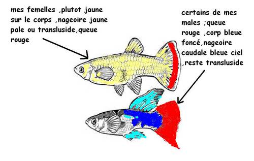 la couleurs de mes guppy.JPG