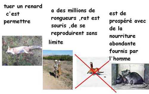 tuer un renard c'est permettre.JPG