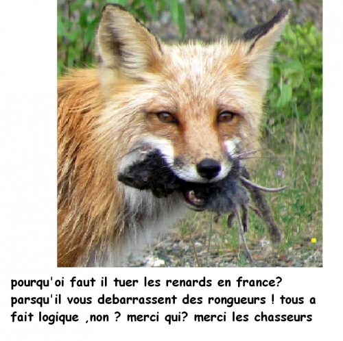 pourquoi faut il tuer les renard.JPG