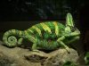 lezard-6-chamaeleo-calyptratus.jpg