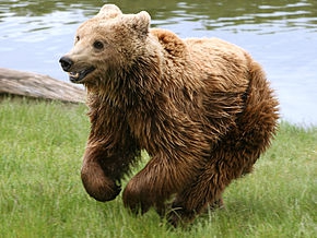 Brown_bear_(Ursus_arctos_arctos)_running.jpg