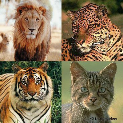 Lion/Jaguar/Tigre/Chat/<3