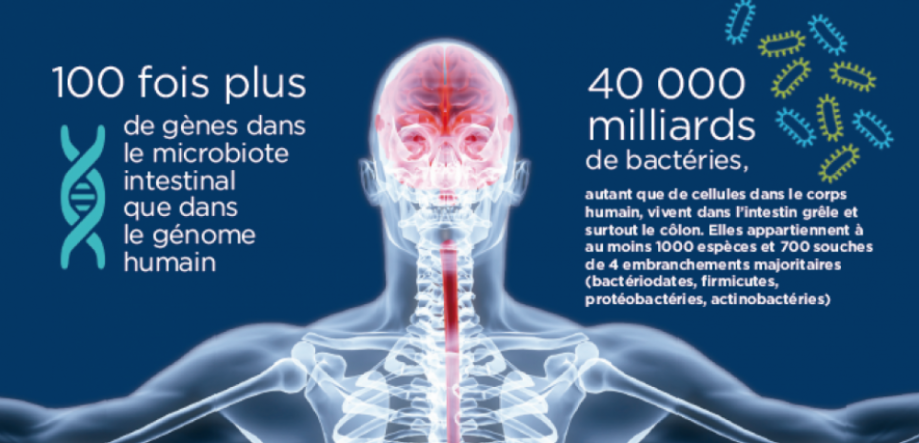 cover-r4x3w1000-57f564eb0476b-cerveau-et-microbiote-intestinal.png