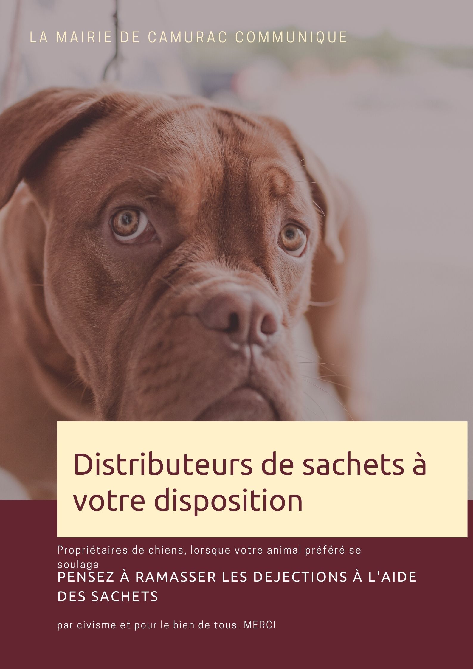 Chiens crottes.jpg