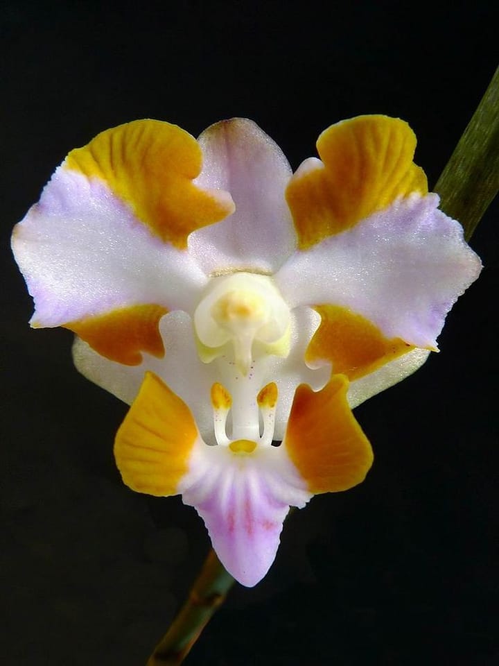 Phalaenopsis pulcherrima.jpg