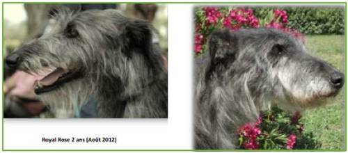 Deerhound1.jpg