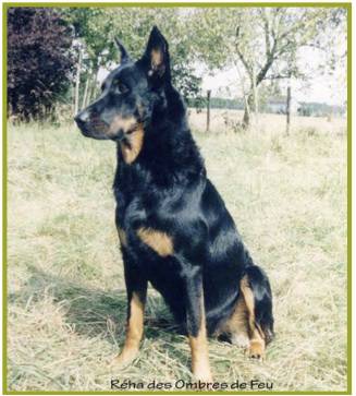 Beauceron4.jpg