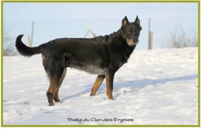 Beauceron6.jpg