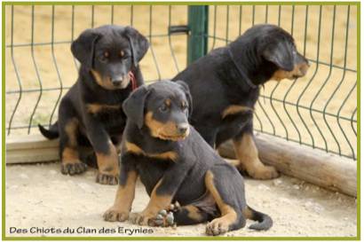 Beauceron14.jpg