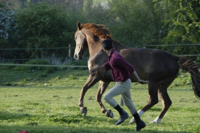 complicite-entre-cheval-cavalier-plus-belles-photos-chevaux_443923.jpg