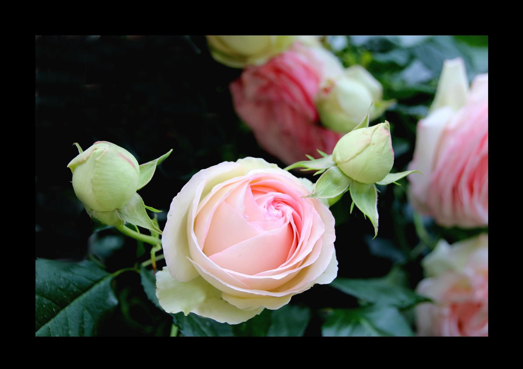 rose jardin de Serge.jpg