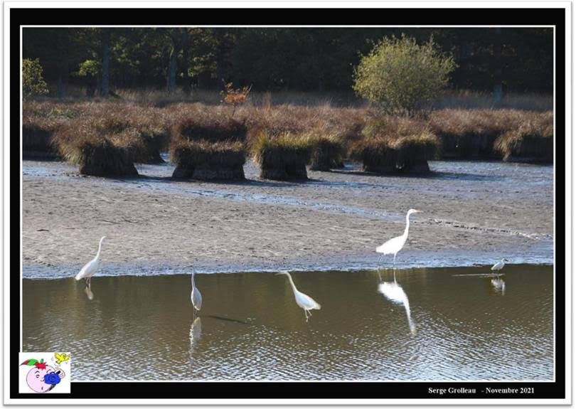 oiseaux des bords de Loire.jpg