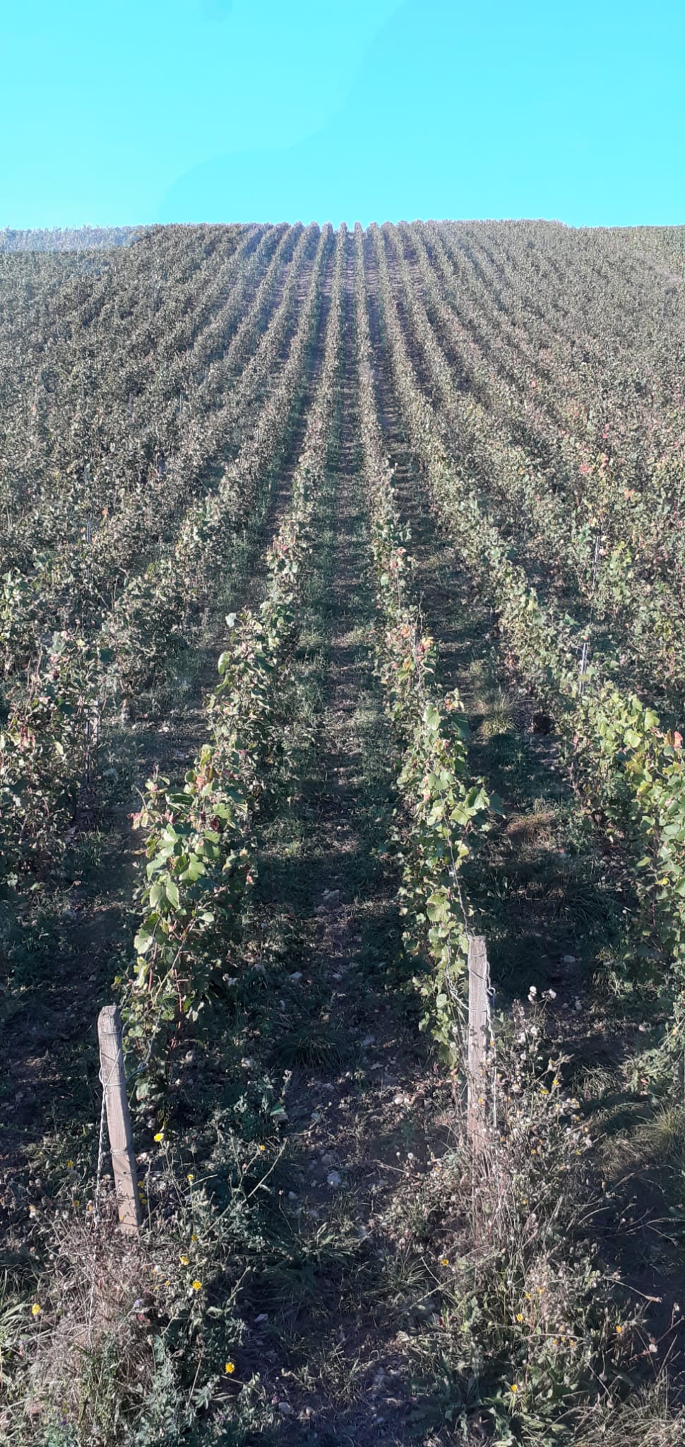 20230914 Bar-sur-Seine La vigne du partage (V.Sibout).jpeg