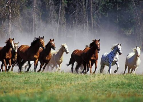 Troupeau de chevaux sauvages##