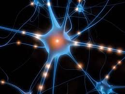 neurone.jpg