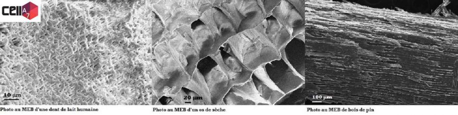 Matériaux cellulaires observés au MEB