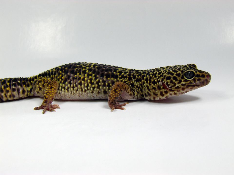 Le gecko léopard : le maintenir dans les meilleures conditions ...