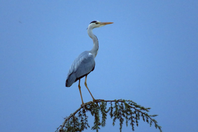 HERON DU JARDIN.jpg