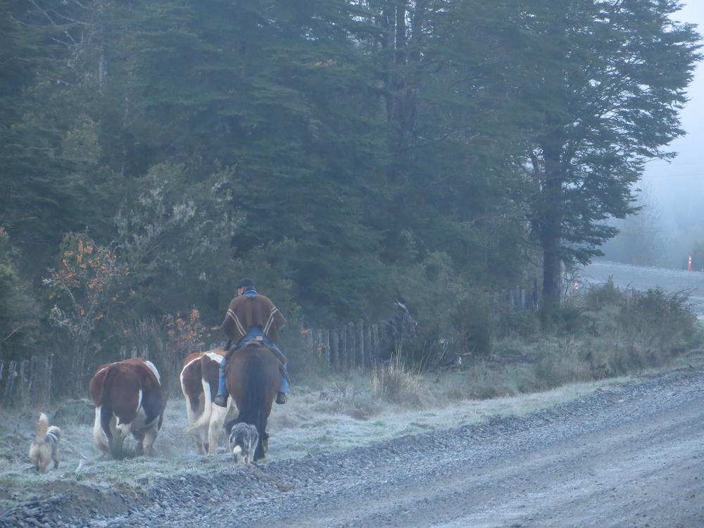 Carretera austral (28).JPG