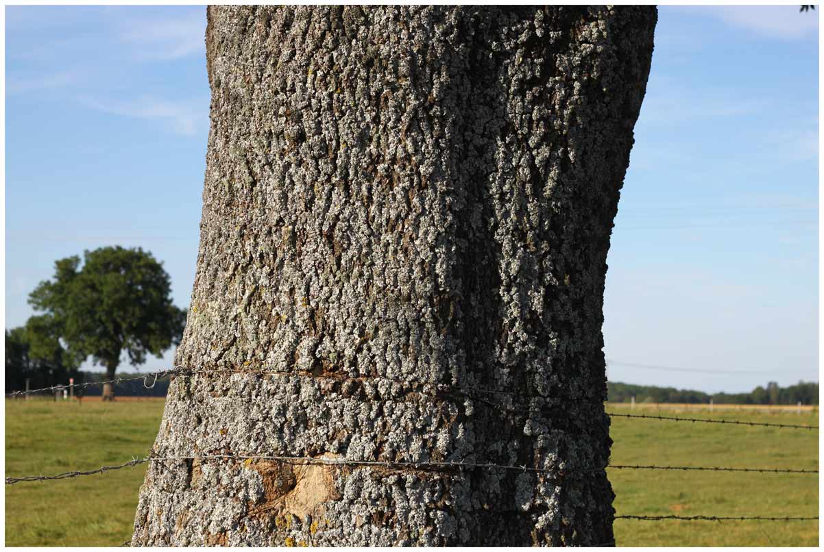 https://static.blog4ever.com/2013/04/738228/130827arbre.jpg