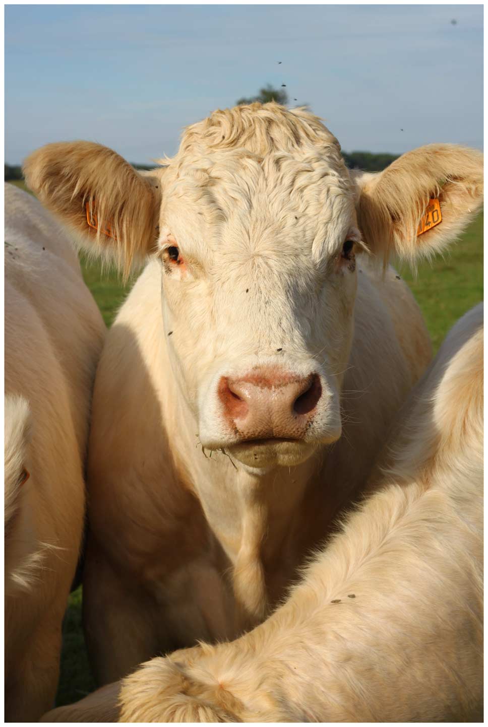 https://static.blog4ever.com/2013/04/738228/130827vache.jpg