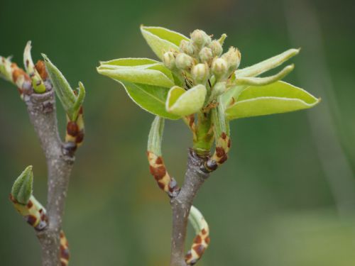 bourgeons