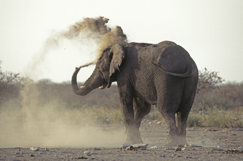 Elephant-poussière (1).jpg