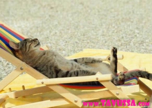 humour-drole-insolite-chat-plage.jpg
