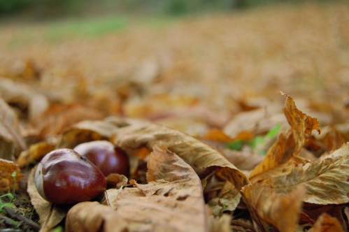 Qui veut des marrons de Alban Gonzales