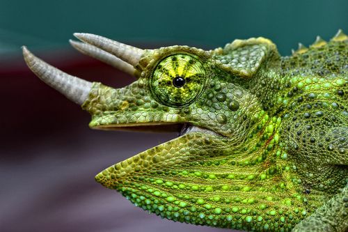 Caméléon