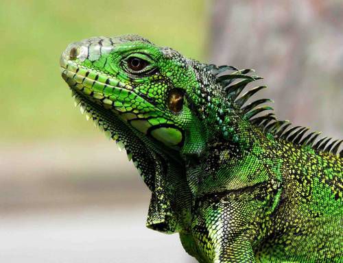 Iguane vert