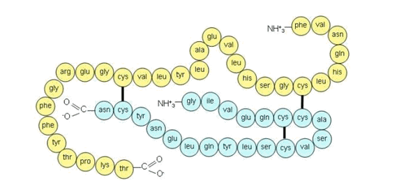 insuline 2.gif