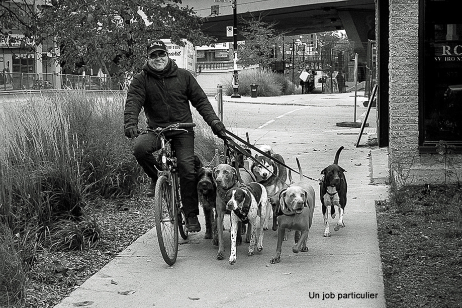 Chien en promenade.jpg F.jpg